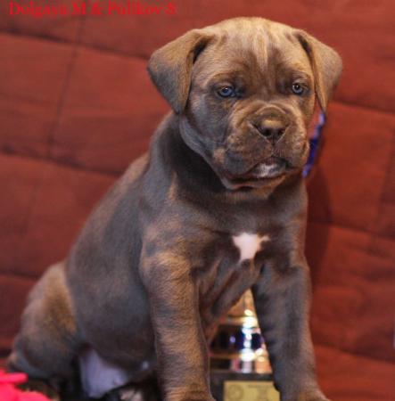 http://www.petmart.ru/upload/normal/4375-1744a.jpg