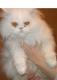 продам: Персидский котик белого окраса классического типа - Москва и Подмосковье