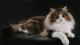 продам: Мейн-кун котята от американских производителей - Москва и Подмосковье