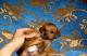 продам: щенок карликовой таксы (до 5 кг) - Москва и Подмосковье