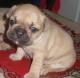 продам:  щенки фр.бульдога для разведения и для души frenchbulldogs - Москва и Подмосковье