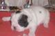 продам:  щенки фр.бульдога для разведения и для души frenchbulldogs - Москва и Подмосковье