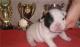 продам:  щенки фр.бульдога для разведения и для души frenchbulldogs - Москва и Подмосковье