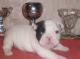 продам:  щенки фр.бульдога для разведения и для души frenchbulldogs - Москва и Подмосковье