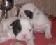 продам:  щенки фр.бульдога для разведения и для души frenchbulldogs - Москва и Подмосковье