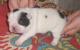 продам:  щенки фр.бульдога для разведения и для души frenchbulldogs - Москва и Подмосковье