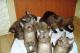 продам: Бурманские котята соболиного окраса - Москва и Подмосковье