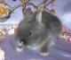 продам: Цветные карликовые крольчата - Москва и Подмосковье