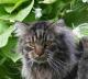 продам: котята мейн-кун 25000 - Москва и Подмосковье