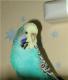 продам: ЧЕХи-выставочные волнистые попугаи+самка обычного волнистика 1 год - Москва и Подмосковье
