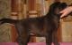 продам: Высокопородные щенки Лабрадора шоколадного окраса от кобеля (импорт Италия) - Москва и Подмосковье