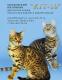 продам: Бенгальские котята.Котята породы тойгер - Москва и Подмосковье