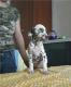 продам: Далматина щенки 3,5  месяца - Москва и Подмосковье