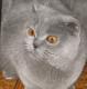 продам: Британский котик окрас шиншила голубое пятно с папой и мамой - Москва и Подмосковье