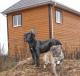 продам: Срочно щенки Кане Корсо - Москва и Подмосковье