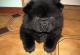 продам: элитный чёрный щенок чау-чау, мальчик 1,5 месяца, игривый пушистик - Москва и Подмосковье
