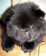 продам: элитный чёрный щенок чау-чау, мальчик 1,5 месяца, игривый пушистик - Москва и Подмосковье