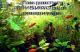 продам: Аквариумные  растения  - Москва и Подмосковье