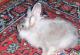 продам: продам шиншилового кролика самочка 5 мес с клеткой - Москва и Подмосковье