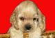 продам: очаровательные щенки американского кокер-спаниеля - Москва и Подмосковье