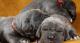 продам: Мастино-наполетано  элитные щенки от Юного чемпиона Мира - Москва и Подмосковье