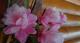 продам: эпифиллум розовый  (лесной кактус) - Москва и Подмосковье