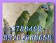 продам: Птенцы Амазона - попугай способный к общению и разговору - Москва и Подмосковье