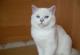 продам: британский котик шиншилла-пойнт с синими глазами - Москва и Подмосковье