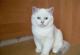 продам: британский котик шиншилла-пойнт с синими глазами - Москва и Подмосковье