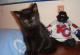 продам: Предлагаются британские черные и голубые котята от титулованных производителей. - Москва и Подмосковье
