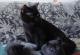 продам: Предлагаются британские черные и голубые котята от титулованных производителей. - Москва и Подмосковье