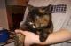 продам: Котята экзотические короткошерстные разных окрасов - Москва и Подмосковье