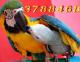 продам: Продажа Жако - серый попугай, есь птенцы, молодые, ручные, говорящие.   - Москва и Подмосковье