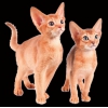 Абиссинские и бенгальские котята