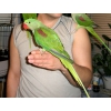Александрийский попугай ручные птенцы
