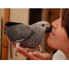 Алохвостый Жако ( Серый Африканский Попугай)  – птенцы выкормыши