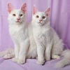 Белые котята мейн-кун