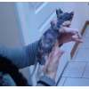 Белый Разноглазый Канадский сфинкс ! ! !  Котята ! ! !