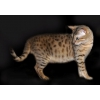 Бенгальская кошка леопардового окраса