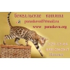 Бенгальские кошки,  бенгальские котята