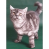 Британская кошечка окраса черный дым