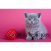 Британские голубые котята.  Питомник british symphony.