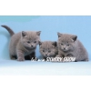 Британские котята из питомника Silvery Snow 8-916-426-18-18