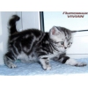 Британские котята мраморного окраса из питомника VIVIAN.