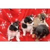 Чихуахуа щенки с родословной на продажу по доступным ценам