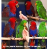 Эклектус (Eclectus roratus)  – птенцы-выкормыши.