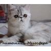 Прикрепленные изображения