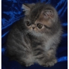Экзотические короткошерстные