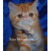 Экзотические котики