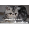 Прикрепленные изображения